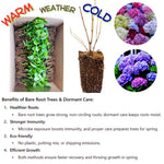 Set 2 Hydrangea Live Plants, Change Colors Hydrangea Bushes Shrubs Trees Live Plants in 4” Pot, Live Hydrangea Well Rooted for Planting (Pink White, Trim as Tree)