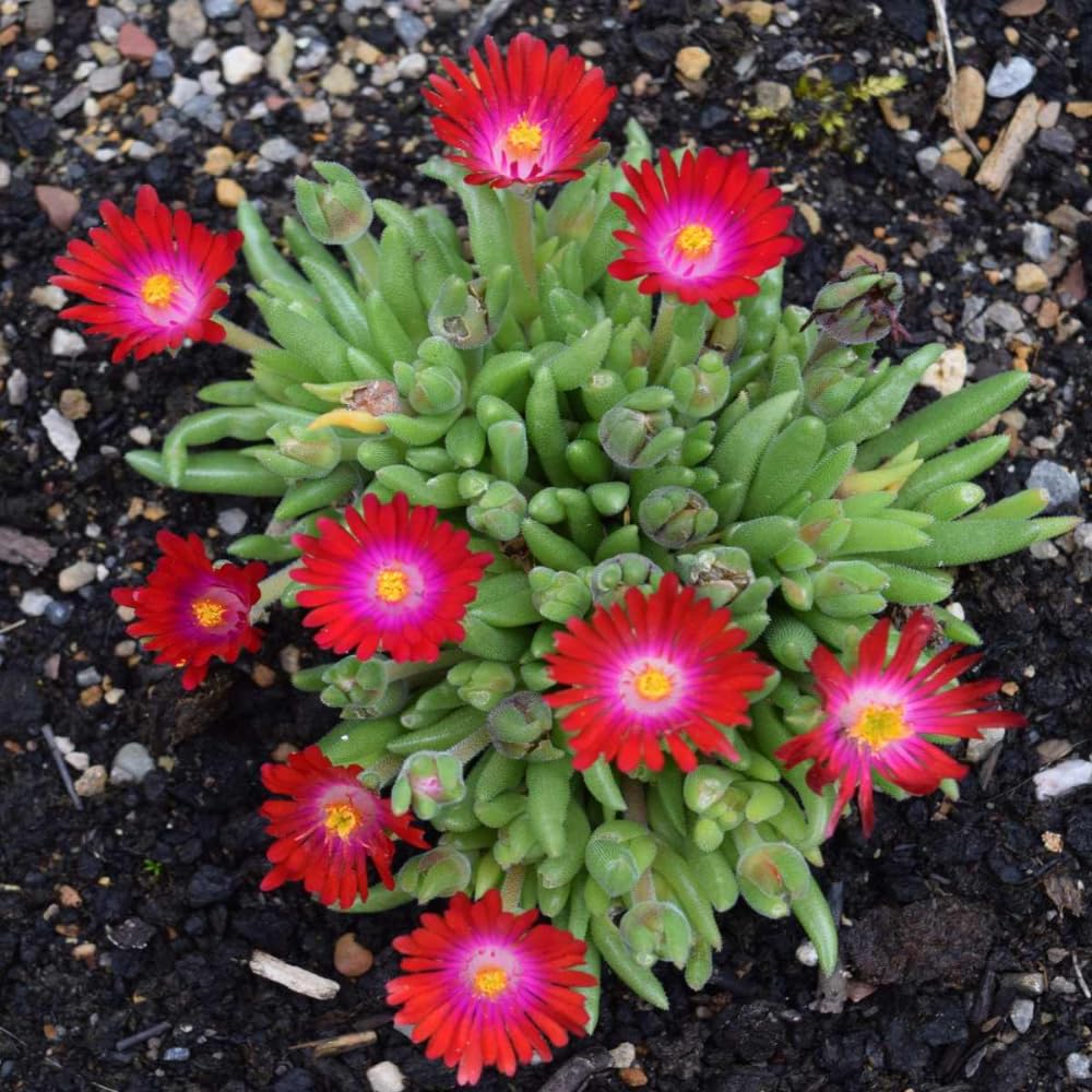 Delosperma Ice Plant Live in 4'' Pot, Hardy, Low-Maintenance Flowering Succulent Groundcover for Outdoor Gardens and Containers (Red Ice Plant)