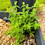 Strawberry Mint Plant Live in 4'' Pot, Mint Herb Plants for Culinary and Garden Growing, Perennial Herbs