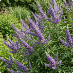 Blue Chaste Vitex Plant Live, Vitex Shrub Live Potted Plant 1-2 Feet Tall