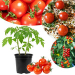 2 Cherry Tomato Plants, 5-8 Inc Tall, Live Vegetable Plant
