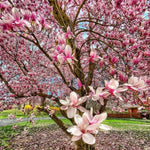 Set of 2 Magnolia Trees Live, 8-12 Inches Tall Cuttings Hardy Fragrant Flowering Magnolia Plants for Outdoor Garden (Ann Magnolia)