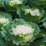 White Cabbage Plant Live, Ornamental Cabbage Live Plant, 4 Inc Pot, Vegetable Garden
