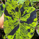 Colocasia Elephant Ears Live Plant, Alocasia Plant, Esculenta Taro Live Houseplant, 5-7 Inc Tall (Green Black Leaf)