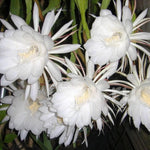 Queen of The Night Cactus Plant Live, Epiphyllum Oxypetalum Plant, 4 Inc Pot, 4 to 5 Inc Long, White Flower