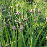 200 Egyptian Walking Onion Seeds, Heirloom Perennial Walking Onion Seeds, Not Bulbs, Cold Hardy Vegetable Seeds for Garden Planting