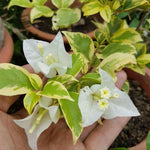 2 Bougainvillea Live Plants, Tropical Bougainvillea Flowering Vine, Fast Growing Outdoor and Container Plant, 4-8'' Tall (Variegated White)