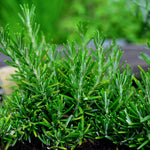 Live Rosemary Plant, Rosemary Herb, Perennial Herb Plant, 4 Inch Pot for Planting