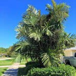 Palm Tree Live Plant Indoor Outdoor, Rare Succulent Palm Houseplant for Indoor or Outdoor Growing, 1 Gallon Pot, Dwarf