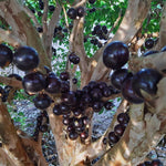 Black Jaboticaba Tree Plant Live, 4 Inc Potted, Jaboticaba Grape Fruit Plant