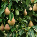 Pear Tree Live Plant, Pear Edible Fruit Tree, 10-18 Inch Tall
