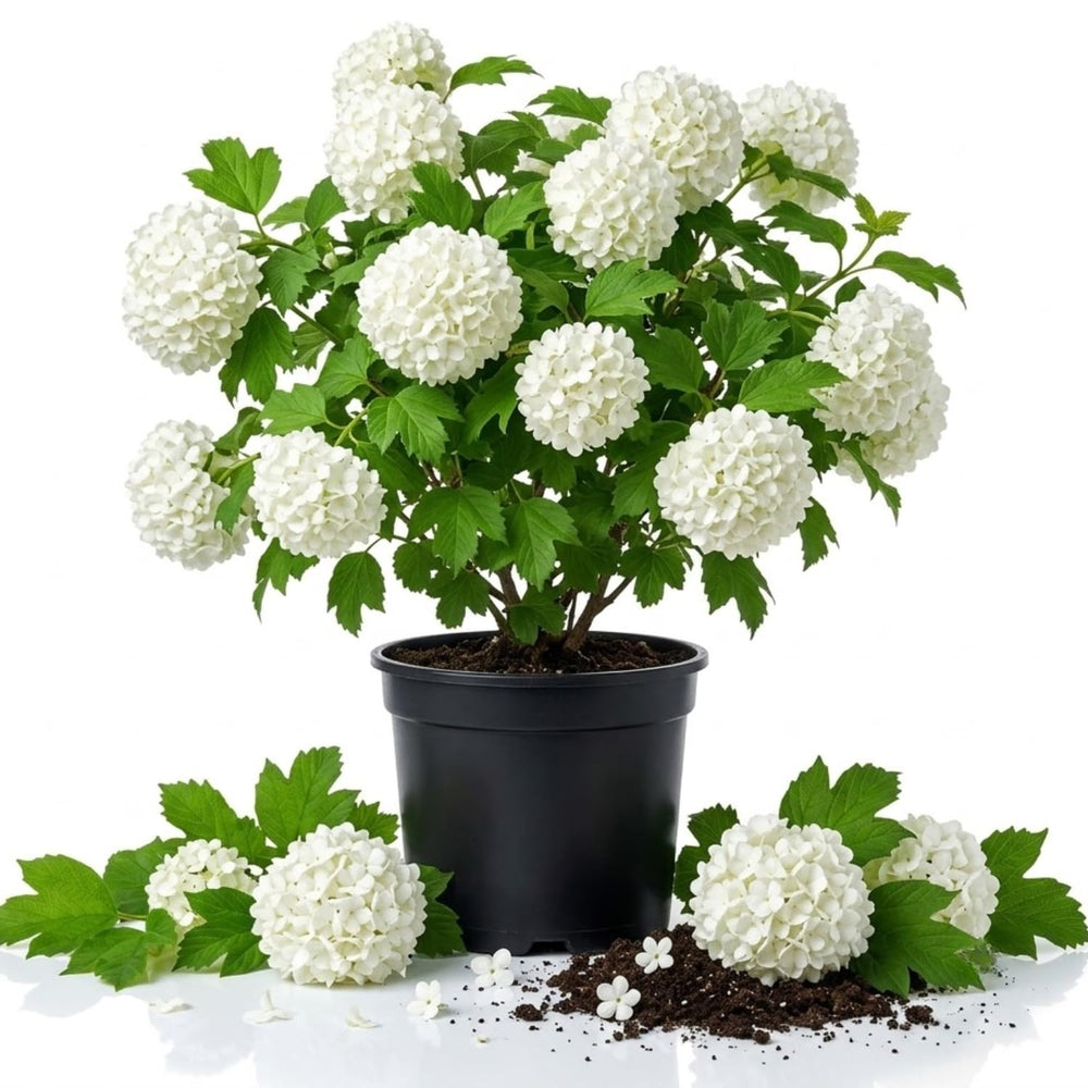Hardy Snowball Viburnum Live Plant, Garden Bush, 8-10 Inch Tall