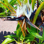 Bird of Paradise Live Plant, Strelitzia Reginae Plant Live Tropical Perennial Blooming, Houseplant Decor Indoor Outdoor (White)