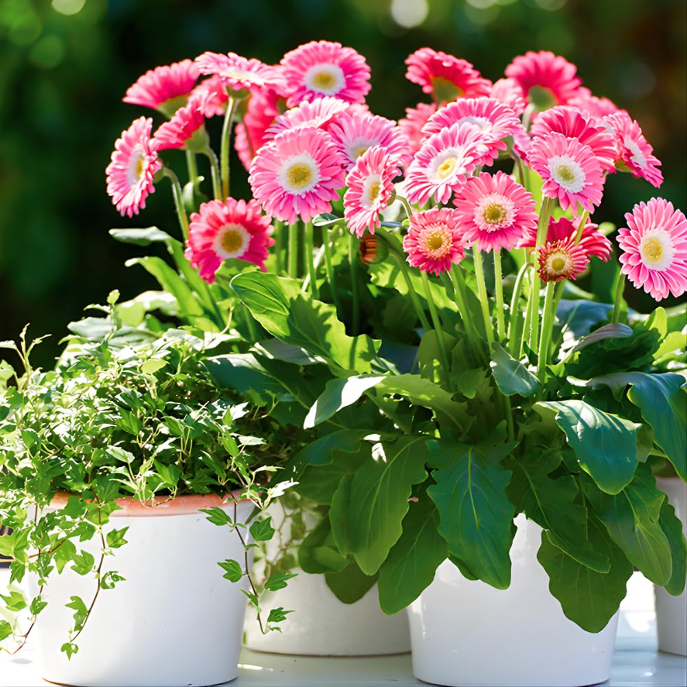 Gerbera Daisy Plants Live, Pink Daisy Plant, 5-7 Inches Tall, Colorful Perennial Plant, Bright Blooms for Indoor Outdoor Growing