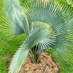 Live Palm Tree Plant in 3 Gallon Pot, No CA, Large Fully Rooted Size, Ready to Plant for Home Décor Indoor Outdoor Landscape, Rare Palm Trees, Giant Palm
