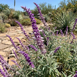 3 Light Purple Salvia Sage Plants 4–7" Tall, Perennial Live Flowering Garden Plants for Outdoor Growing, Vibrant Salvia Plant Starter