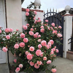 Fragrant Climbing Rose Live Plant, Well Rooted 5-9" Tall, No Leaf, Indoor Outdoor Climber, Rose Bush, Hybrid Tea Rose Like (Pink Salmon Color)