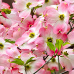 Pink Flowering Dogwood Trees for Planting Outdoors, 6 to 12" Tall in 2.5" Pot, Pink Dogwood Tree Live Plant, Zones 5-9