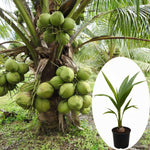 Live Dwarf Coconut Tree Plants, Sweet Tropical Fruit Tree, 2-3 Feet Tall, Ready for Planting