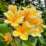 Plumeria Plant Live, 2-3 Feet Tall in 1 Gallon Pot, Frangipani Flowering Tropical Plant (Yellow Plumeria)