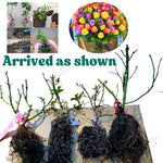 Rare Climbing Roses Live Plants, Starter Rose Plant for to Planting, No Pot, Cut Back, Well Rooted, 5-9 Inches Tall (Don Juan)