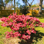 2 Red Azalea Plants Live Tree, Blooming Rhododendron Bushes, 5-10 Inc Tall, No Pot, for Indoor Outdoor Planting, Red Azalea