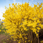 2 Lynwood Gold Forsythia Bareroot 6 to 12 Inch Tall, Yellow Forsythia Plant Live for Planting, Fragrant Forsythia Bush Shrub Rooted Cutting