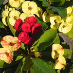 Set 2 Asorted Euphorbia Milii Plants, Crown of Thorns Live Plant, 5-8 Inc Tall, Hardy Euphorbia Flowering Houseplants