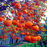 Pack 4 American Persimmon Trees Live Dormant, Cold Hardy Native Fruit Trees Indoor Outdoor Home Garden, 12-18 Inch Tall