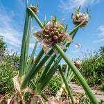 Set 200 Egyptian Walking Onion Seeds, Walking Onion Seeds for Planting, Perennial Hardy Onions Seed for Indoor Outdoor Growing