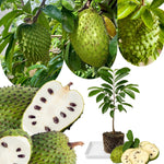 Live Soursop Tree Live Plant, Guanabana Plant 5-7 Inch, Tropical Fruit Tree No Pot, Very Well-Rooted, No CA