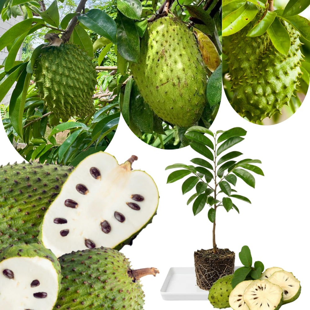 Live Soursop Tree Live Plant, Guanabana Plant 5-7 Inch, Tropical Fruit Tree No Pot, Very Well-Rooted, No CA