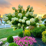 Hydrangea Plant Live Tree, Light Green Color Bloom, 5-10" Well-Rooted Hydrangea Shrub Bush for House Planting Outdoor, Dormant
