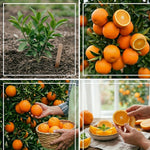 Orange Tree Live Plant, Navel Orange Plant Live, 1 Gallon Pot, Citrus Fruits Tree Garden Outdoor, No Ship to CA