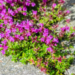 5000 Mix Creeping Thyme Seeds, Low Growing Groundcover Seeds, Fragrant Thyme for Garden Paths, and Rock Gardens