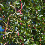 Set 2 Willow Plants Live Bare Root 1-2 Feet Tall, Dormant Willow Live Plants for Outdoor Garden Landscaping (Rare Willow)