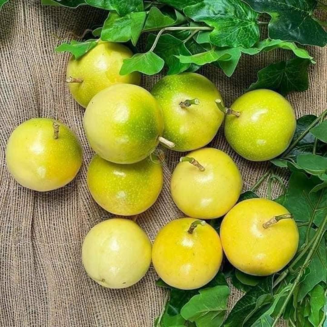 Passion Fruit Plant Live, Passion Fruit Tree Live Plant, Yellow Passionfruit Vine 4 to 6Inc Long