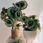 Begonia Plant Live, Colorful Begonia Plants 4-8 Inches, Decorative Houseplant for Indoor Outdoor Gardens and Containers (Silver Foliage)