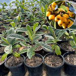 Loquat Fruit Tree 10-14" Tall, Half-Gallon Pot, Well-Rooted Loquat Plant for Garden and Orchard Planting