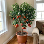 Red Navel Orange Tree Live Plant, Citrus Fruit Plant in 1 Gallon Pot, Sweet Orange Fruit Tree for Indoor Outdoor Gardening