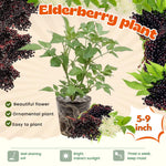 4 Black Elderberry Bushes Trees Plants Live for Planting, 5-9", American Elderberry Cold Hardy for Outdoor Growing