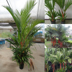 Live Palm Tree Plant in 3 Gallon Pot, No CA, Large Fully Rooted Size, Ready to Plant for Home Décor Indoor Outdoor Landscape, Rare Palm Trees, Red Lipstick Palm