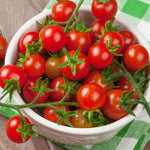 2 Cherry Tomato Plants, 5-8 Inc Tall, Live Vegetable Plant