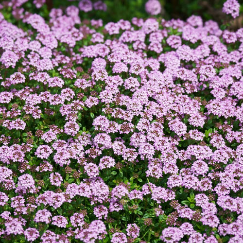12000 Mix Creeping Thyme Seeds, Fragrant Creeping Thyme Seed, Groundcover Seeds for Planting Garden Paths, Rock Gardens and Landscape Borders