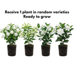 Jasmine Plant Live 4-7 Inches Tall, Fragrant Flowering Vine for Garden, Patio Containers and Indoor Growing (Random Jasmine)
