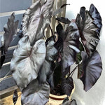 Colocasia Elephant Ears Live Plant, Alocasia Plant, Esculenta Taro Live Houseplant, 5-7 Inc Tall (Black Leaf and Stem)