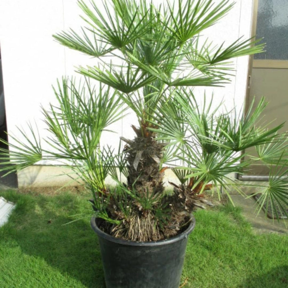 Live Palm Tree Plant in 3 Gallon Pot, No CA, Large Fully Rooted Size, Ready to Plant for Home Décor Indoor Outdoor Landscape, Rare Palm Trees, European Fan Palm