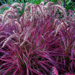 3 Purple Fountain Grass Live Plant Clumps 5-9" for Spring Planting, Ornamental Grass, Perennial Grasses Fast-Growing, Vibrant Color