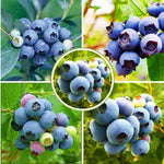 Pack 2 Blueberry Bush Live Plant, Blueberry Plants Live for Planting 5 to 9 Inch Height, Sweet Blueberries Tree Live Plant (Biloxi Blueberry)