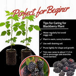 Pack 2 Thornless BlackBerry Plants Live to Grow 4 to 8 Inch Tall, BlackBerry Bush Live Plant, Sweet Blackberries Fruit Tree Indoor Outdoor (Chester BlackBerry)